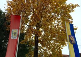 Árvore junto ao Consulado Austríaco, o mais bonito que já vi até hoje!