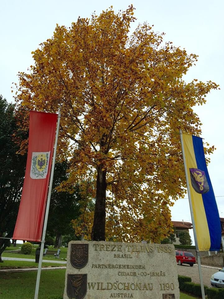 árvore de outono em praça