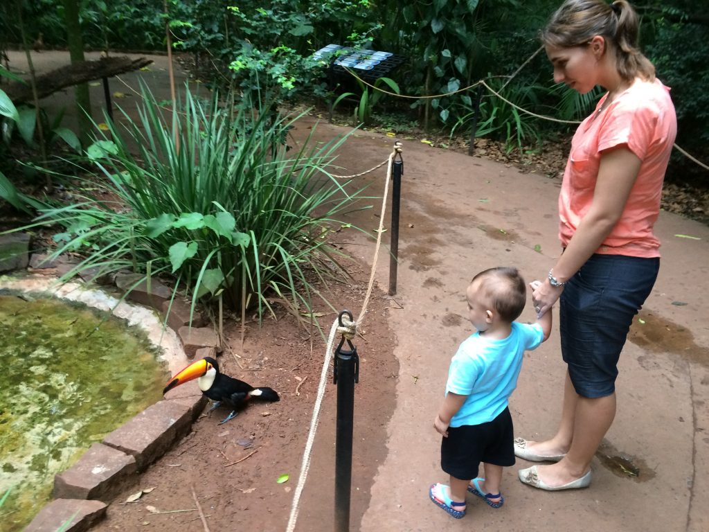 Tucano e um bebê curioso no parque das aves