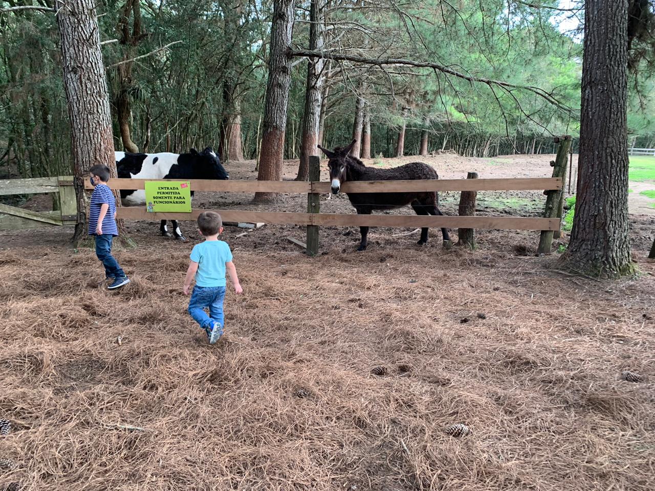 crianças com vacas atrás de cercado