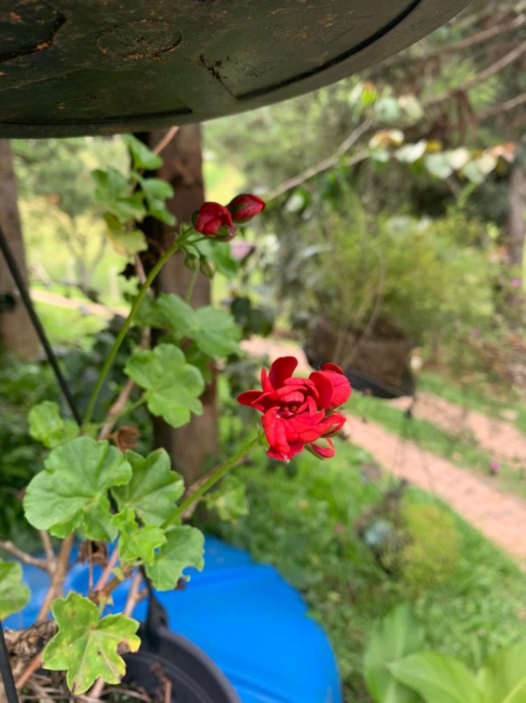 Flor vermelha