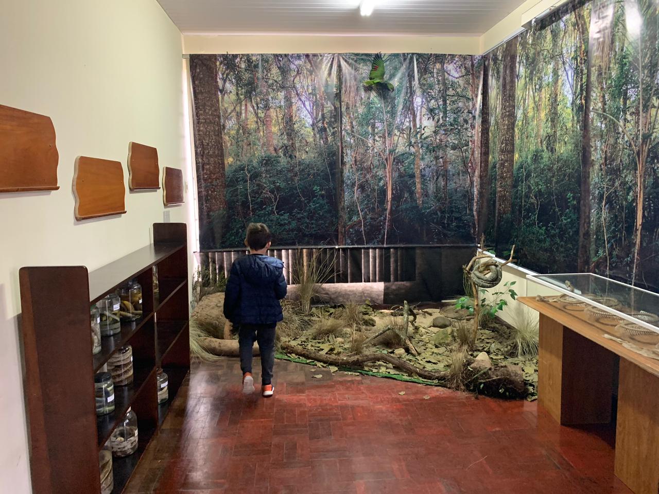 menino dentro de museu de história natural olhando um cenário de floresta