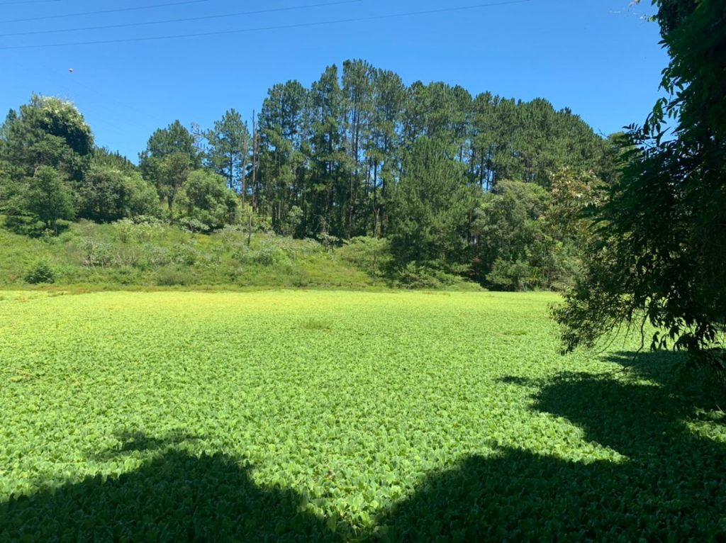 Lago com plantas verdes e céu azul
