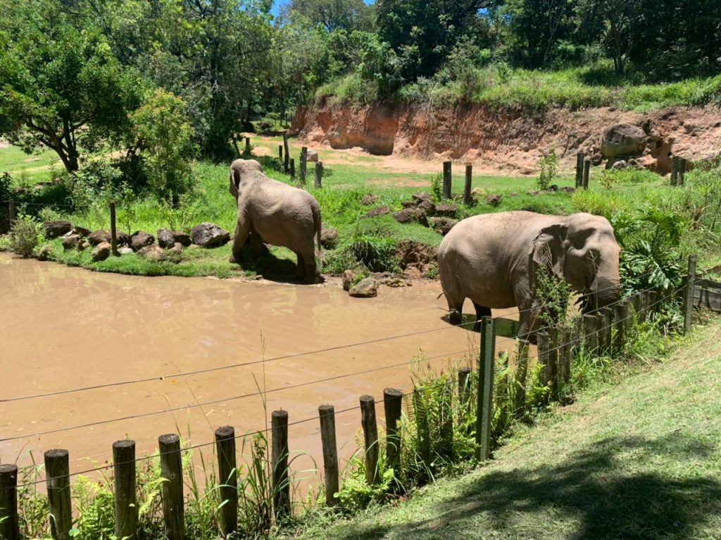 Elefantes no lago