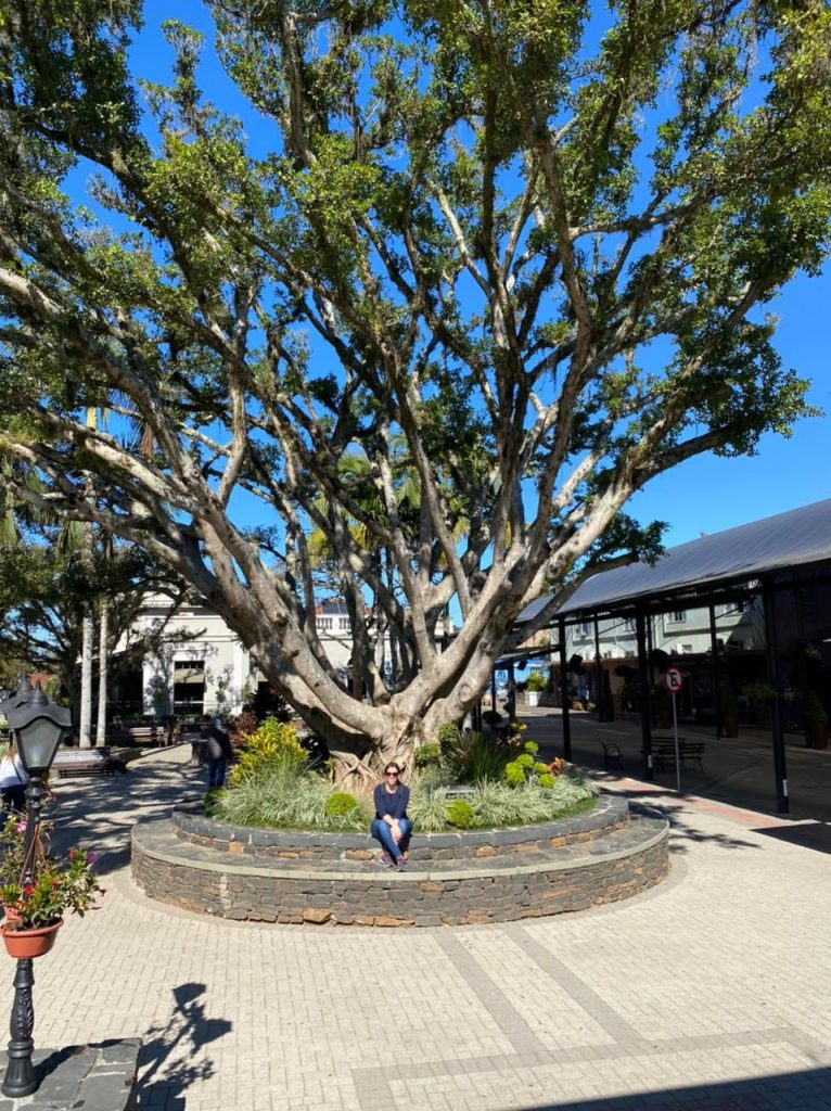 Grande árvore no centro da cidade