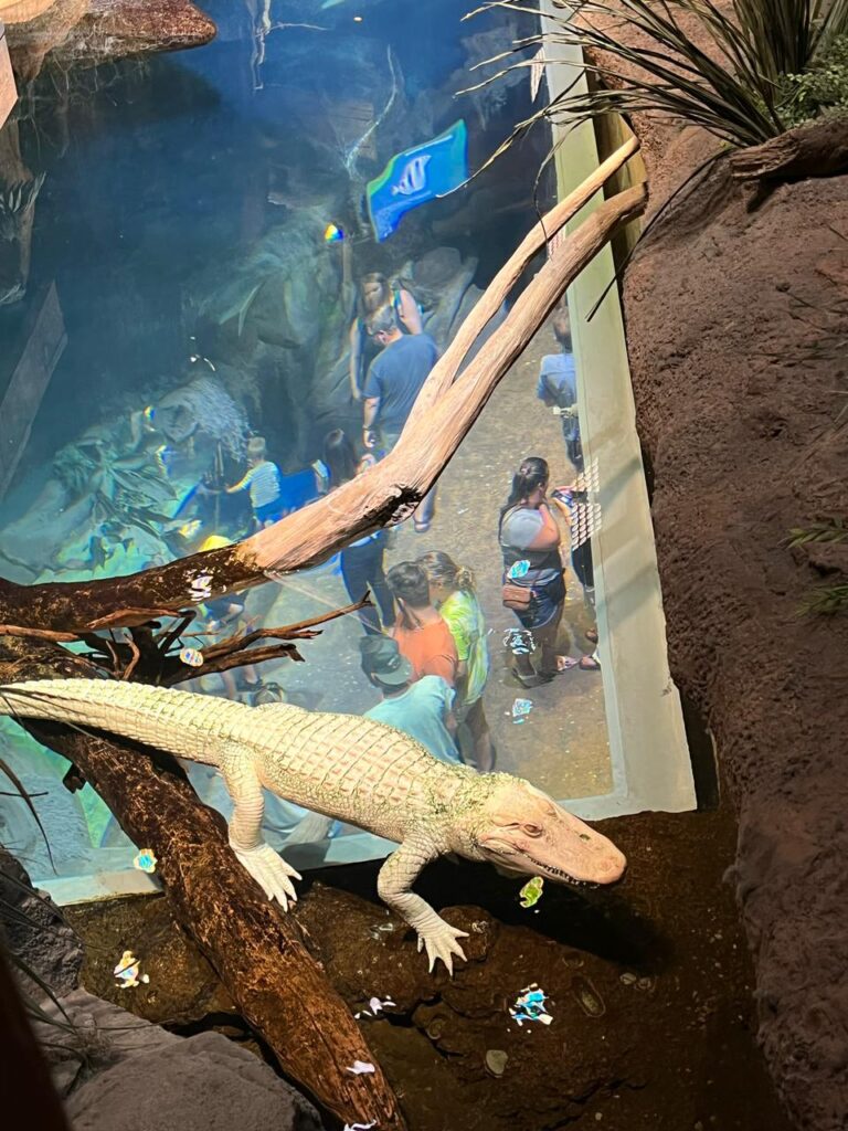 crocodilo albino do aquário