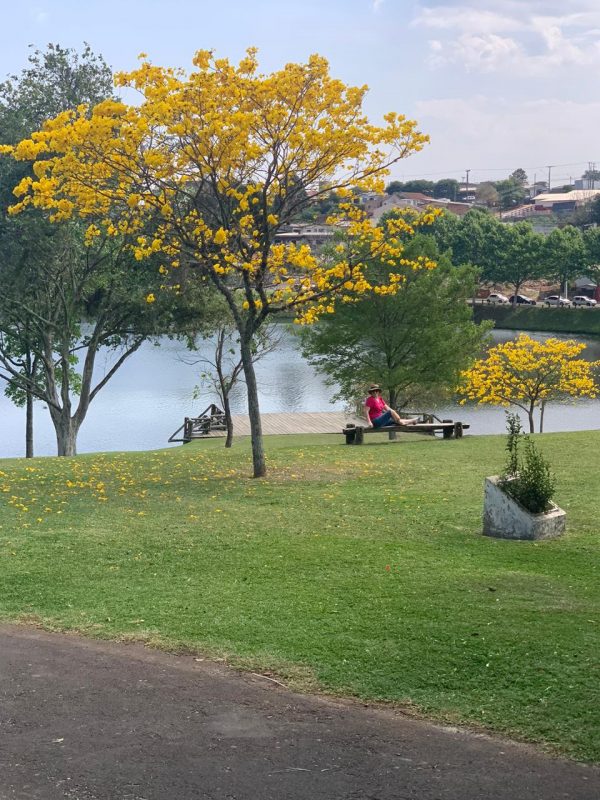 Parque com ipê amarelo e lago ao fundo