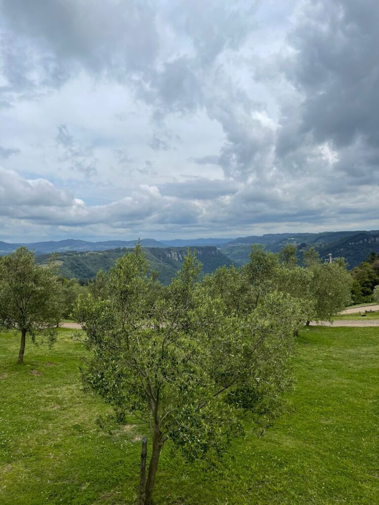 campo de oliveiras