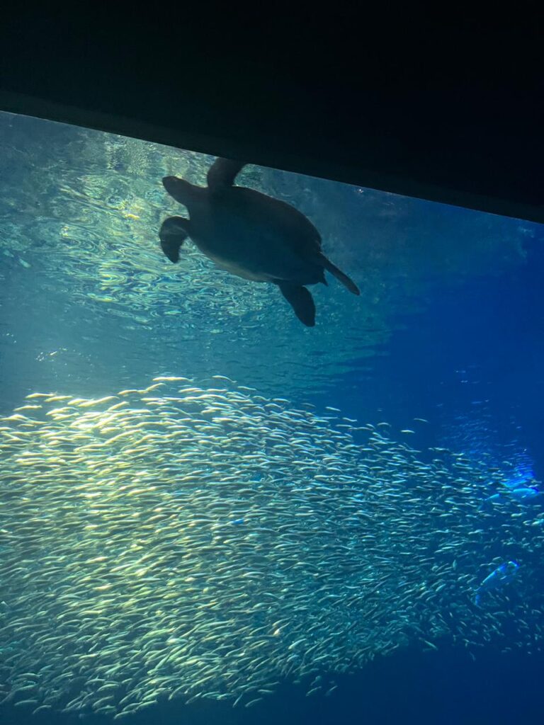 tartaruga em aquário com cardume
