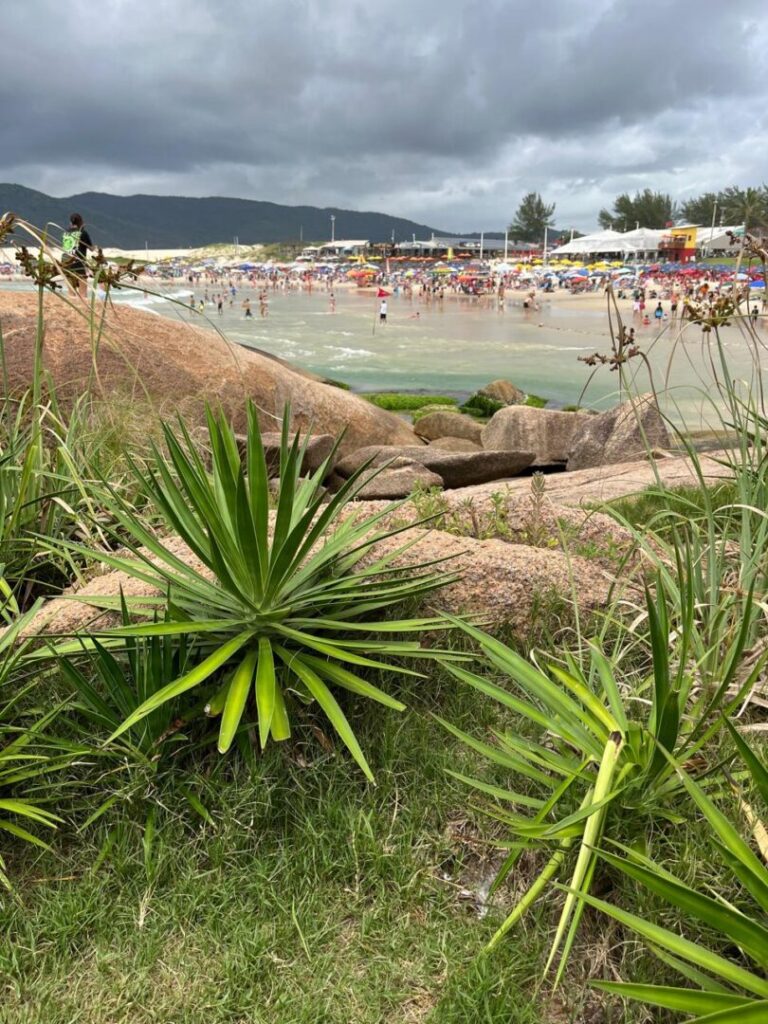 paisasem mata, pedras e praia ao fundo.