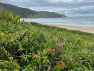 área de mata com praia ao fundo
