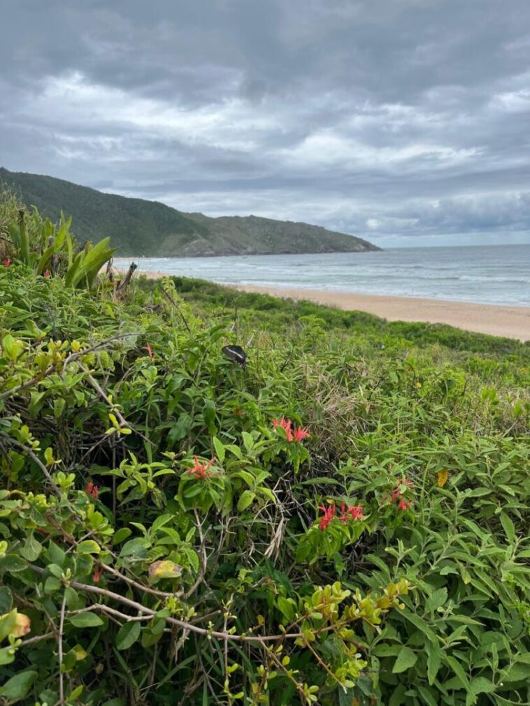 área de mata com praia ao fundo