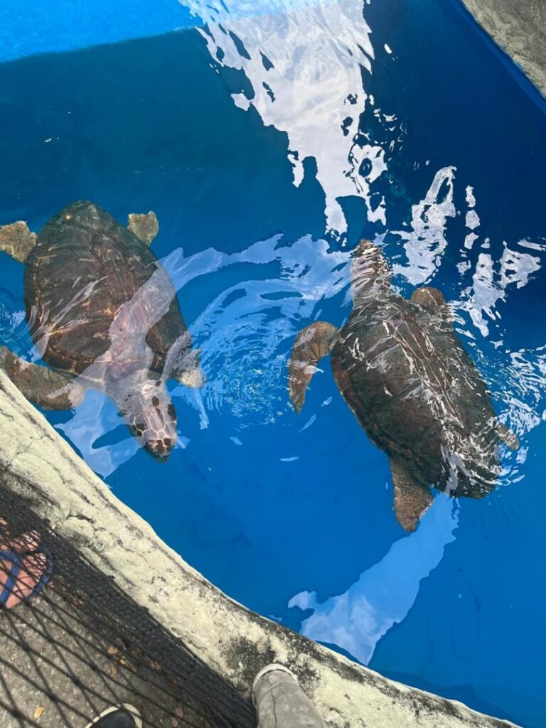 tanque com duas tartarugas