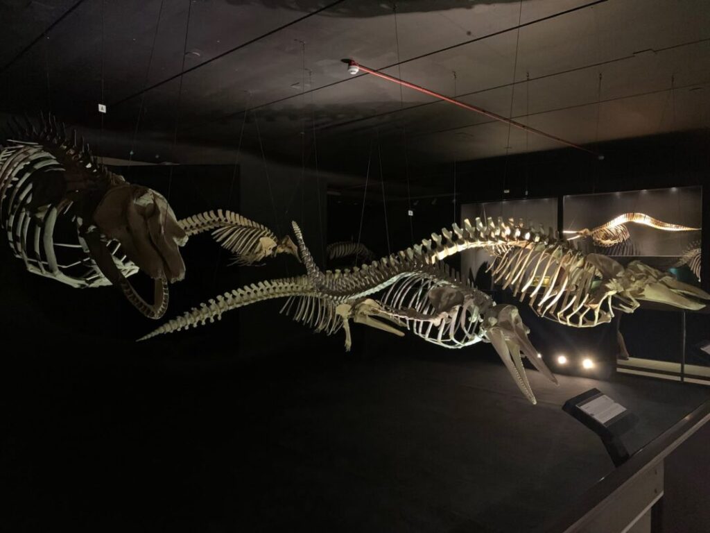 esqueletos em museu de golfinhos