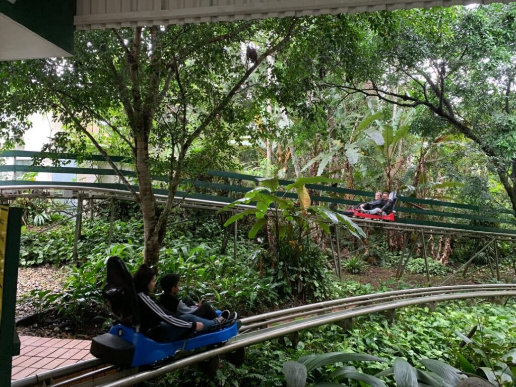 trenós de montanha em meio a floresta